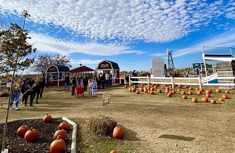 Visitors gather among pumpkins at a rustic autumn farm market